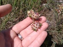Anthyllis vulneraria polyphylla