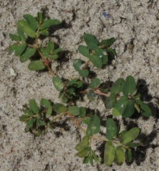 Euphorbia glyptosperma