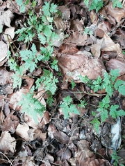 Geranium robertianum