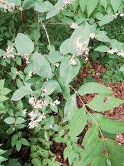 Magnoliopsida