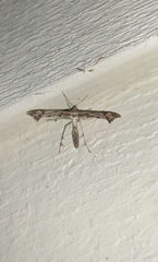 Platyptilia