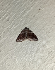 Anticlea multiferata