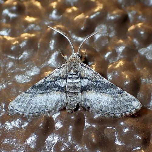 Ocotillo Moth photo 3
