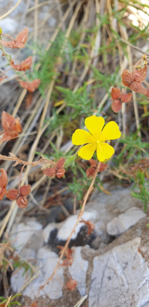 Thyme-leaved Rockrose