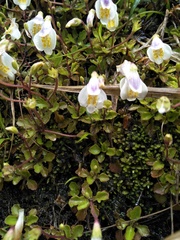 Mazus alpinus
