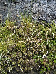 Mazus alpinus