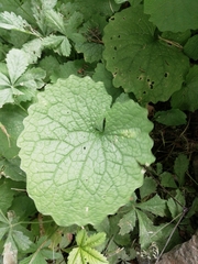 Alliaria petiolata