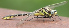 Gomphurus