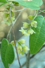 Dioscorea burchellii