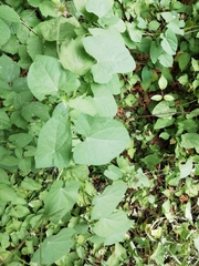 Magnoliopsida