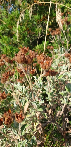 Cisto di Creta