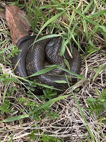 Tiger Snake sighting