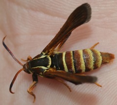 Vitacea polistiformis