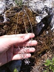Alyssum trichostachyum