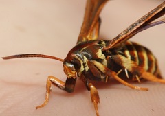 Vitacea polistiformis