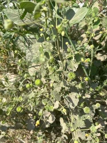 Indian Mallow