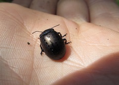 Chrysolina exanthematica