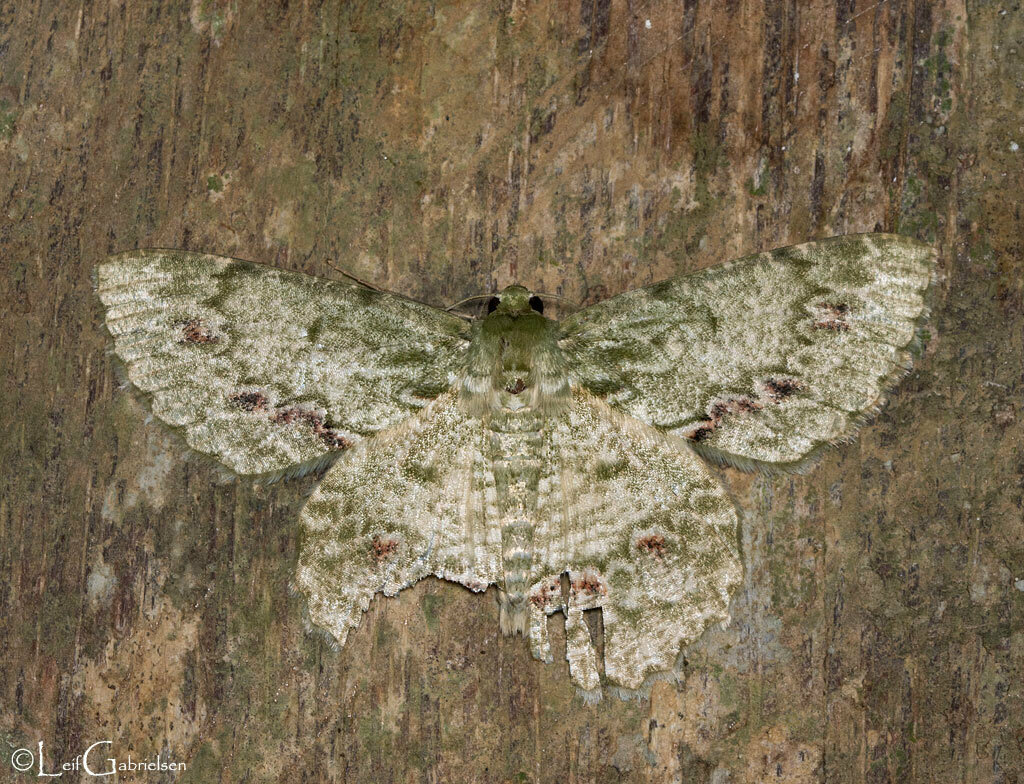 Herochroma aeruginosa