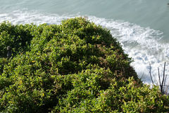 Chenopodium nutans nutans