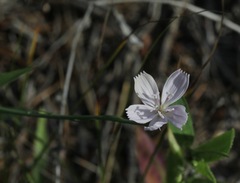 Stephanomeria runcinata