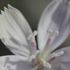 Stephanomeria runcinata