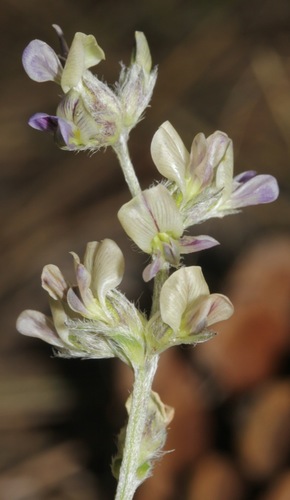 Pediomelum digitatum (Nutt.) Isely