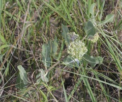 Asclepias arenaria