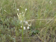 Allium podolicum
