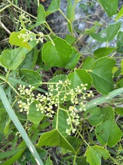 Ampelopsis glandulosa