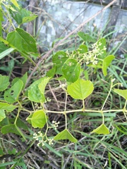 Ampelopsis glandulosa