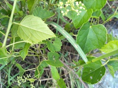 Ampelopsis glandulosa