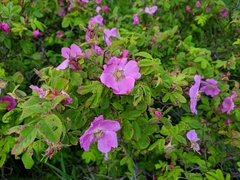 Rosa amblyotis