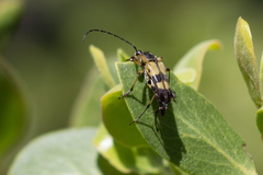 Etorofus obliteratus