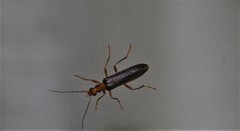Nacerdes carniolica
