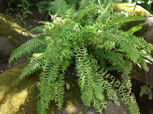 Image of Nephrolepis falcata by no rights reserved