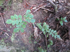 Pterophylla sylvicola