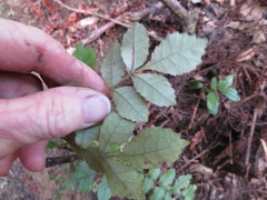 Pterophylla sylvicola