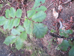 Pterophylla sylvicola