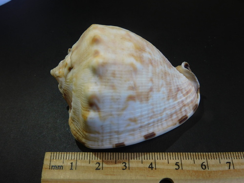 Photo of Flame helmet (Cassis flammea)