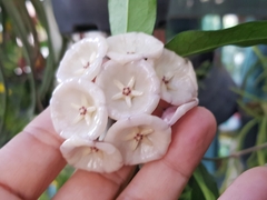 Hoya campanulata