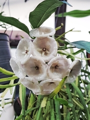 Hoya campanulata