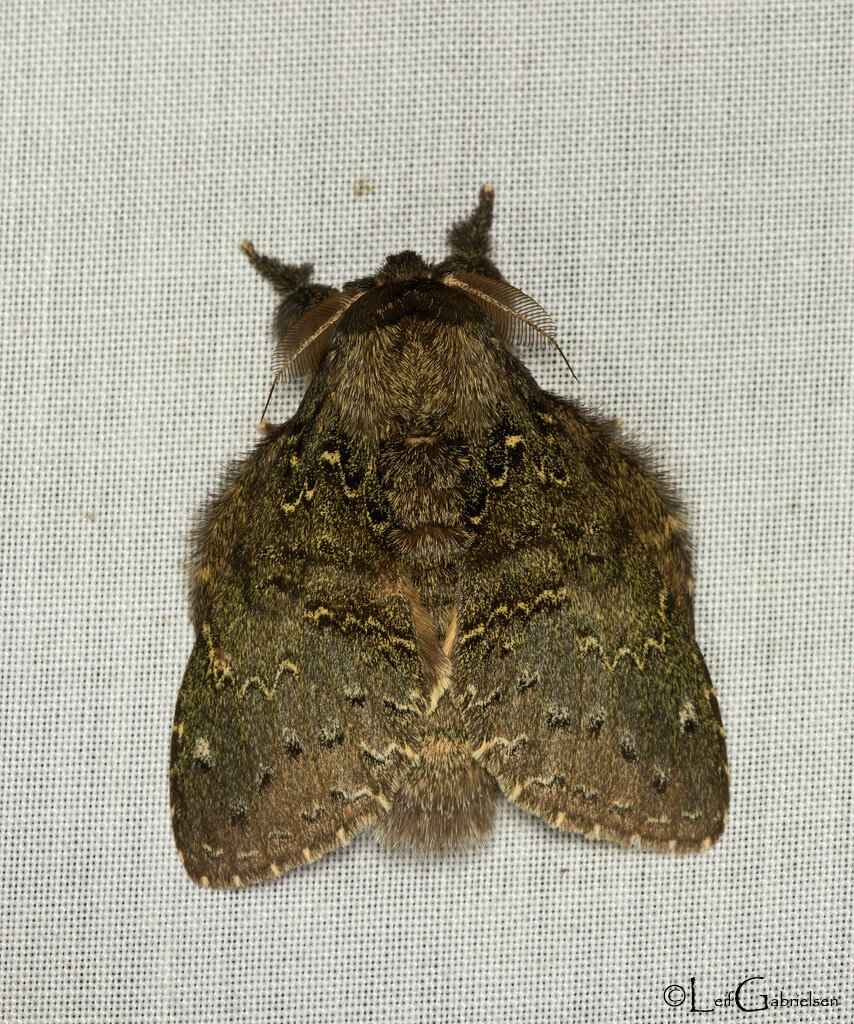 Stauropus