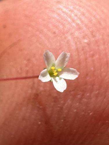 Image of Leptosiphon harknessii by (c) Matt Berger, some rights reserved (CC BY)