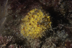 Tethya citrina