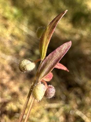 Image of Galium bifolium by (c) Matt Berger, some rights reserved (CC BY)