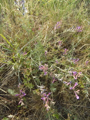 Astragalus varius