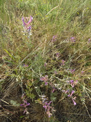 Astragalus varius