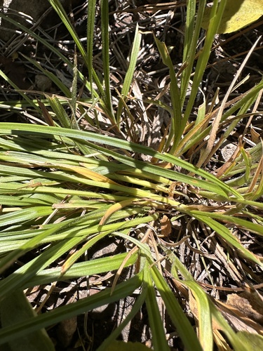 Image of Carex whitneyi by (c) Matt Berger, some rights reserved (CC BY)