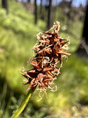 Carex nervina, 2024-07-06