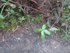 Melicytus ramiflorus ramiflorus